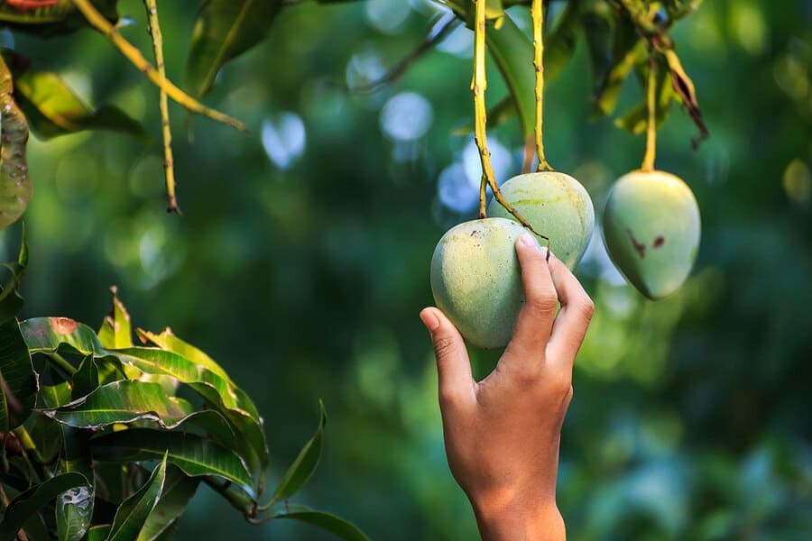 Mango Picking Image