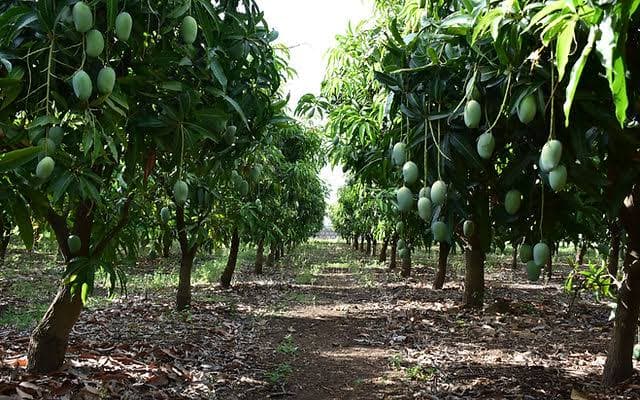 Mango Tree Image